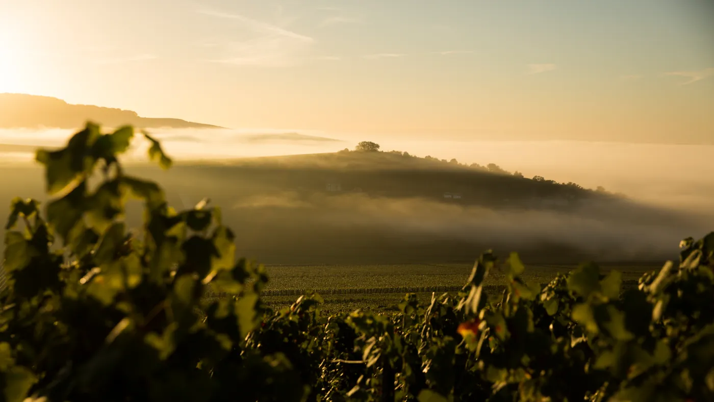 Dom Pérignon